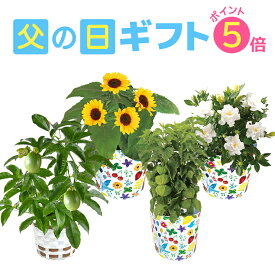 【ポイント5倍！5/26まで】 父の日ギフト 父の日 花 ギフト 送料無料 東北〜関西 プレゼント 鉢植え ひまわり ガーデニア ほおずき パッションフルーツ お花 鉢花 花鉢 果樹 花のギフト社 クーポン