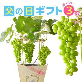 送料無料 父の日ギフト 父の日 ぶどう プレゼント 花 ギフト 花鉢 苗 果物 ブドウ 鉢植え ぶどうの木 果樹 果樹鉢 フルーツ 葡萄 タノレット 送料無料