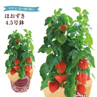 当日発送17時〆 ほおずき 鉢植え 初盆 苗 鬼灯 ほおずきの鉢植え ほおずき鉢植え 鉢花 花鉢 フラワーギフ…
