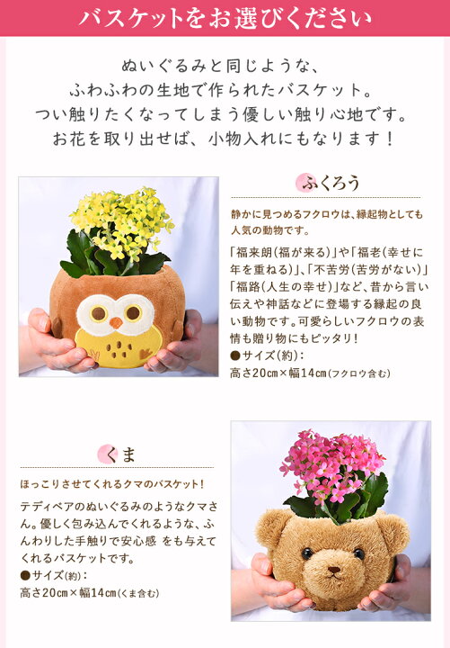 楽天市場】＼P5倍！21日20時-27日2時／ガジュマル カランコエ 観葉植物  