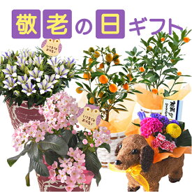 ＼P5倍！4日20:00-11日1:59／敬老の日 プレゼント 花 ギフト 鉢植え 花鉢 鉢花 生花 アレンジメント 敬老 メッセージカード 孫 リンドウ 白寿 におい桜 金柑 ニンポウ ぷちまる 苗木 犬 アレンジ はな フラワーアレンジメント フラワーギフト 東北〜関西 送料無料