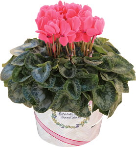 VN A 6 Mtg v[g   Ԕ ߂  6   rNgA sAX  sN   bvsN bvIW h[sN h[p[v