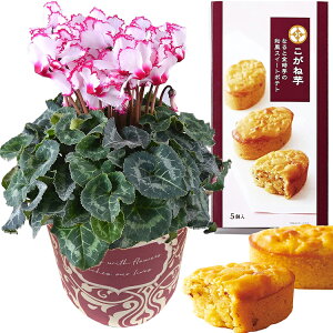 17Y VN  A  Mtg v[g 5킩Iׂ邨َq  rNgA 5  Ԕ ߂ 5  ˓ ˈ і ӂьP[L 