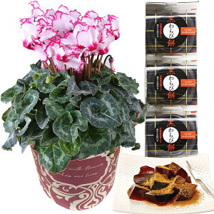 VN  A  Mtg v[g 5킩Iׂ邨َq  rNgA 5  Ԕ ߂ 5  ˓ ˈ і ӂьP[L Ε