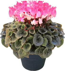 VN A 7 Mtg v[g   Ԕ ߂  7   rNgA sAX  sN   h[p[v h[sN h[C