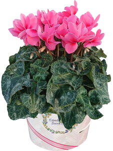 VN Mtg VN6  6 A Ε i v[g   Ԕ ߂  6   }JVR v}[W uLh W[i rNg