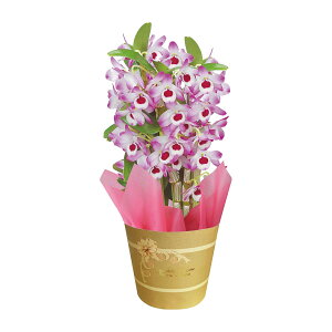 fhrE JRG  Ӓ A  Mtg v[g  5  Ԕ N R`E fhr[ k`֐  Ε NX}X a j t