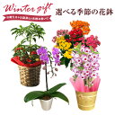 デンドロビウム カランコエ 万両 胡蝶蘭 鉢植え 花 ギフト プレゼント お花 5号鉢 鉢花 花鉢 縁起物 コチョウラン デンドロビューム 東北〜関西 送料無料 お歳暮 クリスマス 誕生日 お祝い フラワーギフト