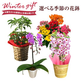 ＼P5倍！4日20:00-11日1:59／デンドロビウム カランコエ 万両 胡蝶蘭 鉢植え 花 ギフト プレゼント お花 5号鉢 鉢花 花鉢 縁起物 コチョウラン デンドロビューム 東北〜関西 送料無料 お歳暮 クリスマス 誕生日 お祝い フラワーギフト