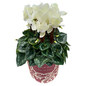 17Y VN Mtg VN5  5 A Iׂ  Ε i v[g   Ԕ ߂ 5   }JVR uLh v}