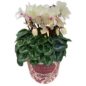 yGg[P10{1/1 9:59܂Łz17Y VN Mtg VN5  5 A Iׂ  Ε i v[g   Ԕ ߂ 5   }J