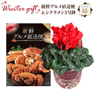 VN A  Mtg v[g J^OMtg VNO R[X  Ԍn 5  Ԕ ߂ 5   Ε a t[Mtg LO}Jf~A