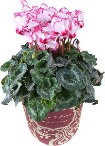 yGg[P10{1/1 9:59܂Łz17Y VN A 5 4 Mtg v[g   Ԕ ߂  5  k`֐  rNgA sAX bvsN