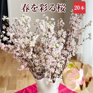 yP5{I28`31܂Łz   [ 20{ ԑ a ؉  TN  ̂ t[Mtg a j Əj wj ʉ ԃMtg v[g Ԍ  