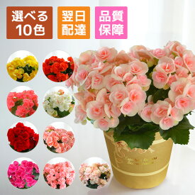 花 ギフト 誕生日 プレゼント 鉢植え お花 花とスイーツ ベコニア ベゴニア リーガースベゴニア 室内 リーガース 苗 花鉢 鉢花 お祝い 母の日 敬老の日 クリスマス 母の日ギフト 母の日プレゼント フラワーギフト