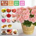 翌日配達 17時〆 ベゴニア リーガース 鉢植え 鉢 花 ギフト プレゼント 女性 誕生日 父の日 お祝い フラワーギフト 誕生日 お菓子 スイーツ カステラ こがね芋 わらび餅