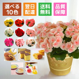 ベゴニア リーガースベコニア 花 プレゼント リーガース 鉢植え ギフト 花鉢 鉢花 鉢 室内 花とスイーツ 花とお菓子 女性 誕生日 お祝い 母の日 敬老の日 母の日ギフト 母の日プレゼント お菓子 フラワーギフト
