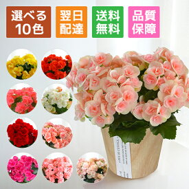 ベゴニア リーガースベコニア 花 プレゼント リーガース 鉢植え ギフト 花鉢 鉢花 鉢 室内 女性 誕生日 お祝い 母の日 父の日 敬老の日 母の日ギフト 母の日プレゼント フラワーギフト