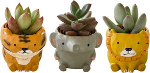 yGg[P10{2020-272zzB 17Y A 5킩Iׂ3ZbgV[Y ϗtA v[g j  a j t[Mtg CeA G IV 