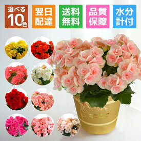 ベゴニア リーガースベコニア 花 プレゼント リーガース 鉢植え ギフト 花鉢 鉢花 鉢 室内 女性 誕生日 お祝い 母の日 父の日 敬老の日 母の日ギフト 母の日プレゼント フラワーギフト 水分計 サスティ 水やり