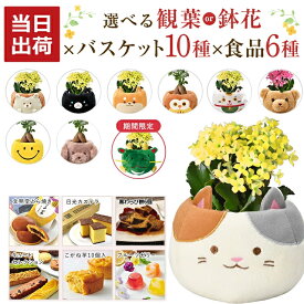 【エントリーでポイント10倍】 当日発送17時〆 ガジュマル カランコエ 観葉植物 お花 花鉢 鉢花 鉢植え 文明堂 どら焼き いちごの里 日光 カステラ 中島大祥堂 吉野の葛餅 ゼリー 誕生日 お祝い 花 プレゼント ギフト スイーツ 縁起物 招き猫