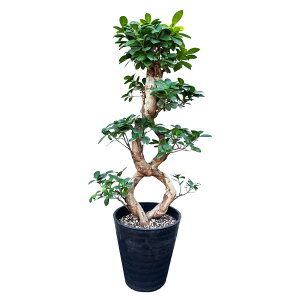 17Y KW} ^ 藴 KW}̖ ϗtA 8 ~ { j JXj Vzj ϗt Mtg