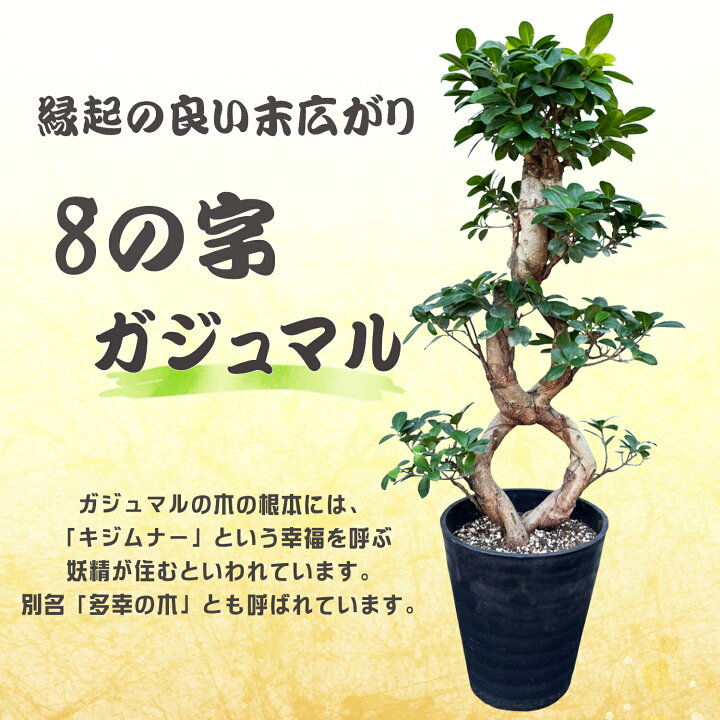 楽天市場】【ポイント5倍！7/25まで】 当日発送17時〆 ガジュマル 大型 