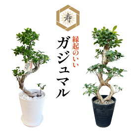 当日発送14時〆 ガジュマル 大型 昇り龍 ガジュマルの木 観葉植物 8号 盆栽 本物 お祝い 開店祝い 新築祝い 観葉 ギフト 移転祝い おしゃれ オフィス 送料無料