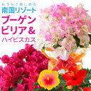 ＼P5倍！4日20:00-11日1:59／ブーゲンビリア 鉢植え ピンクレディー ハイビスカス 夏の花 ギフト 花 プレゼント フラワーギフト お祝い 誕生日 開店祝い 引越し祝い 南国風 鮮やか 色鮮やか ピンク 赤 丈夫 暑さに強い 鉢花 花鉢 送料無料