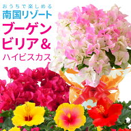 当日発送17時〆 ブーゲンビリア 鉢植え ピンクレディー ハイビスカス 夏の花 ギフト 花 プレゼント フラ…