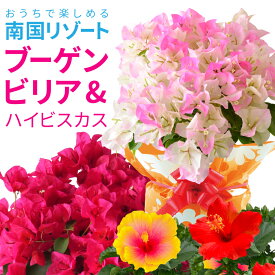 ＼P5倍！4日20:00-11日1:59／ブーゲンビリア 鉢植え ピンクレディー ハイビスカス 夏の花 ギフト 花 プレゼント フラワーギフト お祝い 誕生日 開店祝い 引越し祝い 南国風 鮮やか 色鮮やか ピンク 赤 丈夫 暑さに強い 鉢花 花鉢 送料無料