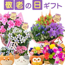 【当日発送17時〆】 遅れてごめんね 敬老の日 プレゼント ギフト 花 秋 鉢植え 花鉢 生花 アレンジメント 敬老 メッセージカード 孫 リンドウ カランコエ 白寿 りんどう 敬老の日プレゼント 敬老の日ギフト 送料無料 選べる フラワーギフト ふくろう 三毛猫 かわいい