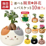 当日発送14時〆 ガジュマル カランコエ 観葉植物 小さい 鉢花 花 シクラメン プレゼント 選べる ぬいぐる…