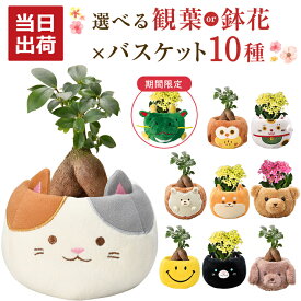 当日発送17時〆 ガジュマル カランコエ 観葉植物 小さい 鉢花 花 シクラメン プレゼント 選べる ぬいぐるみ お花 鉢 鉢植え ミニ観葉植物 誕生日 お祝い 内祝い 開店祝い ミニ ギフト 縁起物 招き猫 三毛猫 初心者 インテリア かわいい