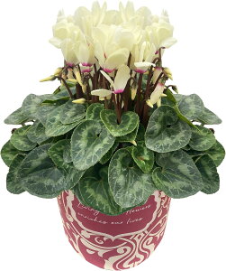 yGg[P10{2020-272z17Y VN A 5 4 Mtg v[g   Ԕ ߂  5  k`֐  rNgA sAX bvs