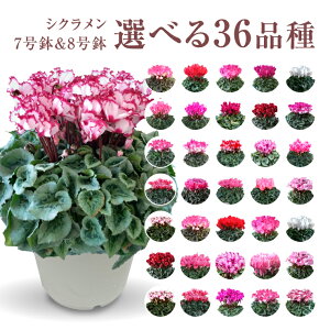 y|Cg5{I11/10܂Łz VN A 7 8 Mtg v[g   Ԕ ߂  7   rNgA sAX  sN   h[p[v h[s