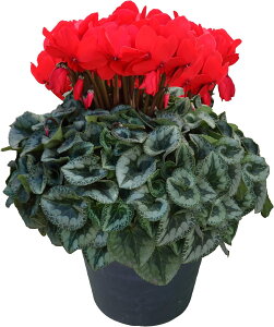 yGg[P10{2020-272zVN A 7 8 Mtg v[g   Ԕ ߂  7   rNgA sAX  sN   h[p[v 