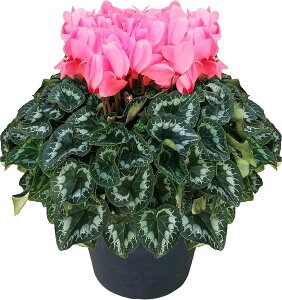 VN A 7 8 Mtg v[g   Ԕ ߂  7   rNgA sAX  sN   h[p[v h[sN h[C