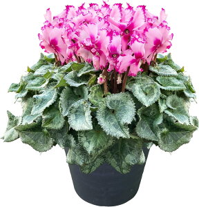 VN A 7 8 Mtg v[g   Ԕ ߂  7   rNgA sAX  sN   h[p[v h[sN h[C