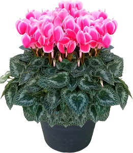 VN A 7 Mtg v[g   Ԕ ߂  7   rNgA sAX  sN   h[p[v h[sN h[C