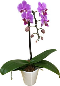 17Y fhrE JRG  Ӓ A  Mtg v[g  5  Ԕ N R`E fhr[ k`֐  Ε NX}X 