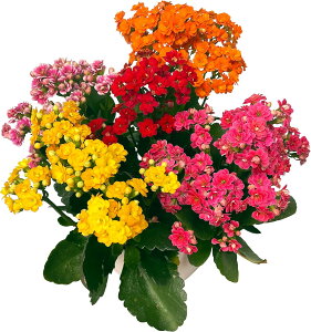 17Y fhrE JRG  Ӓ A  Mtg v[g  5  Ԕ N R`E fhr[ k`֐  Ε NX}X 