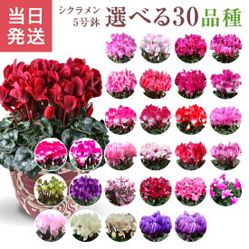 【P10倍！16日1:59まで】当日発送17時〆 シクラメン ギフト シクラメン5号 鉢 5号 鉢植え 選べる 花 お歳暮 贈答品 プレゼント お花 鉢花 花鉢 しくらめん 5号鉢 鉢 送料無料 マカロンショコラ ラブキャンドル プルマージュ サムライ 赤 ピンク 紫 青 芳香