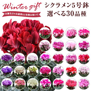 VN Mtg VN5  5 A Ε i v[g   Ԕ ߂  5  k`֐  }JVR uLh v}[W T