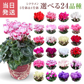 当日発送17時〆 シクラメン 鉢植え 5号 4号 ギフト プレゼント お花 鉢花 花鉢 しくらめん 花 5号鉢 鉢 東北〜関西 送料無料 ビクトリア ピアス リップピンク サムライ 赤 紫 ピンク 白 青 お歳暮 クリスマス 冬ギフト