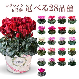 VN Mtg VN6  6 A Ε i v[g   Ԕ ߂  6   }JVR v}[W uLh rNgA  