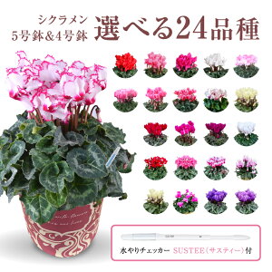 VN Mtg VN5 VN4  A Ε i v[g   Ԕ ߂  5 4   A   sN  WbNXbh NX}