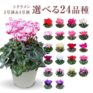 VN Mtg VN5  5 A Ε i v[g   Ԕ ߂  5  k`֐  VNA   sN  NX}X a 