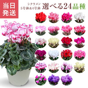 VN Mtg VN5  5 A Ε i v[g   Ԕ ߂  5  k`֐  VNA   sN  NX}X a 