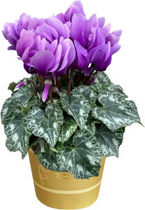 zB 17Y VN A 5 Mtg v[g   Ԕ ߂  5  k`֐  rNgA sAX bvsN TC   sN   Ε 